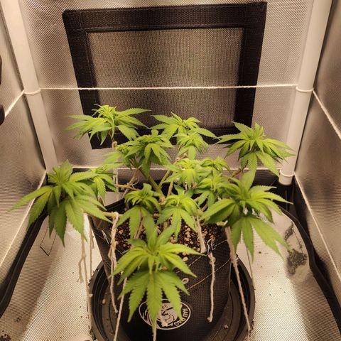 Blue Berry growlog timeline photo