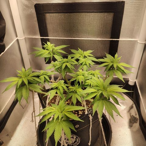Blue Berry growlog timeline photo