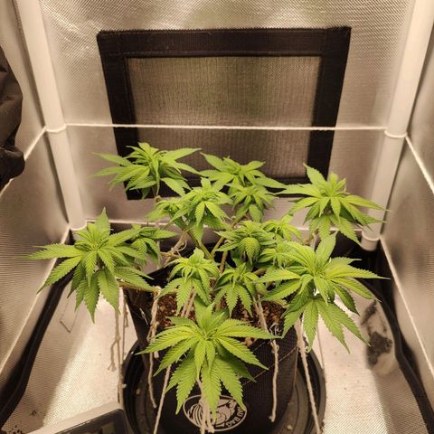 Blue Berry growlog timeline photo