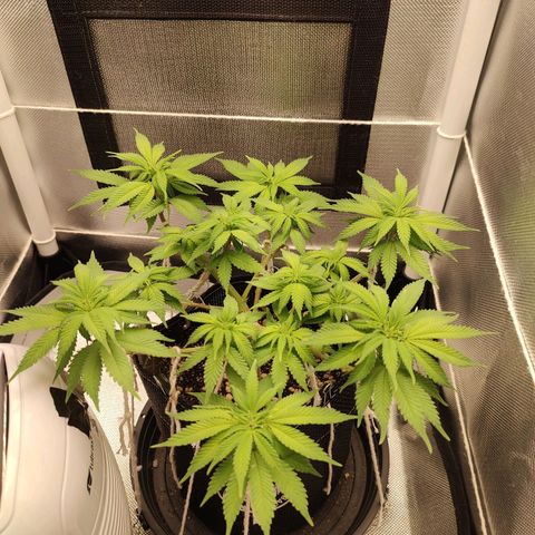 Blue Berry growlog timeline photo