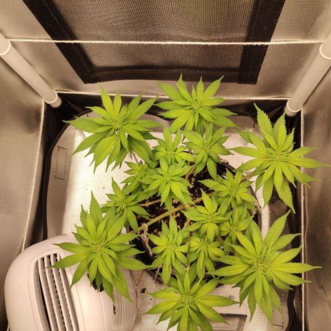 Blue Berry growlog timeline photo