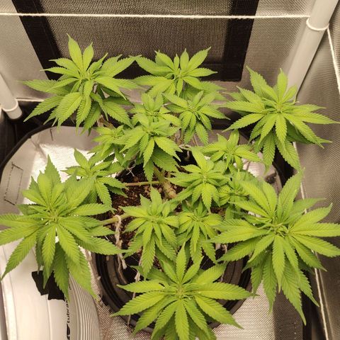 Blue Berry growlog timeline photo