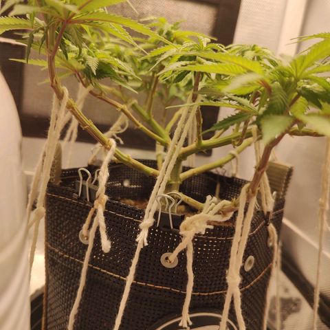 Blue Berry growlog timeline photo
