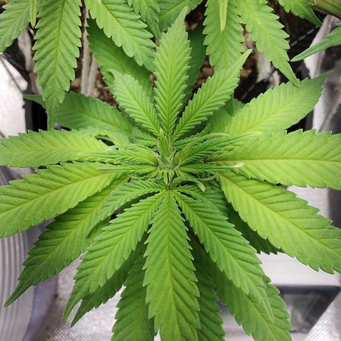Blue Berry growlog timeline photo