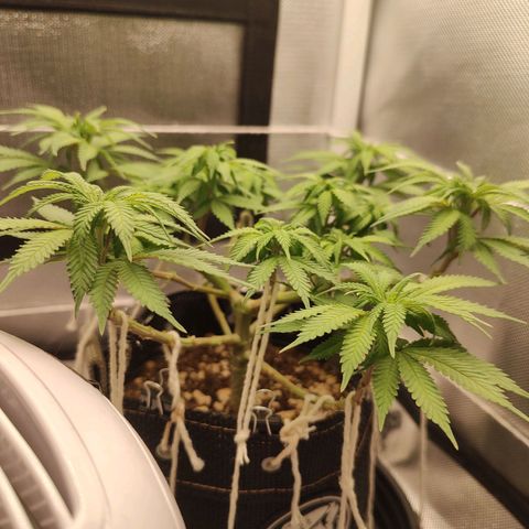 Blue Berry growlog timeline photo