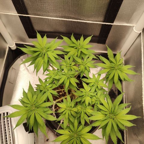 Blue Berry growlog timeline photo