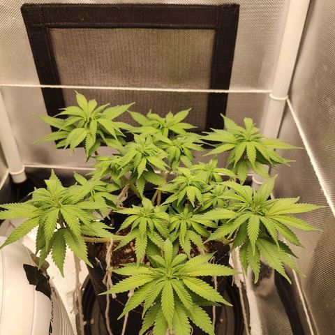Blue Berry growlog timeline photo