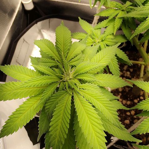 Blue Berry growlog timeline photo