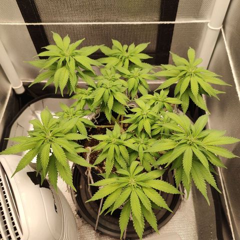Blue Berry growlog timeline photo