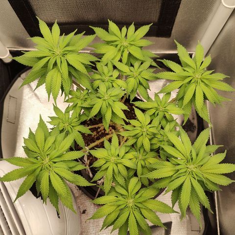 Blue Berry growlog timeline photo