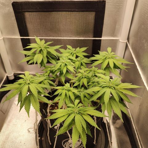 Blue Berry growlog timeline photo