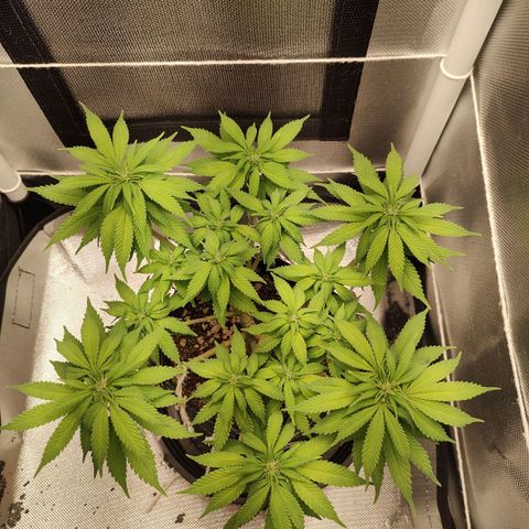 Blue Berry growlog timeline photo