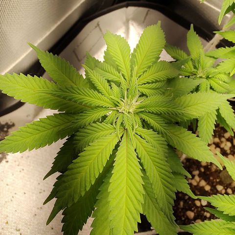 Blue Berry growlog timeline photo