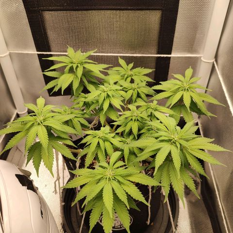 Blue Berry growlog timeline photo