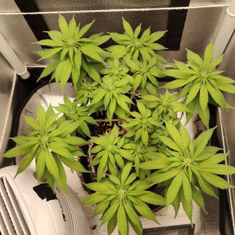 Blue Berry growlog timeline photo