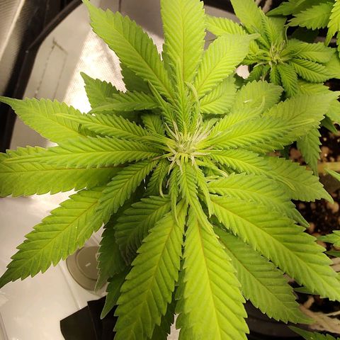 Blue Berry growlog timeline photo