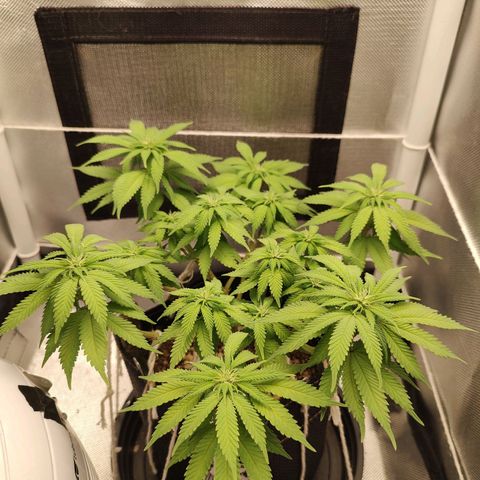 Blue Berry growlog timeline photo