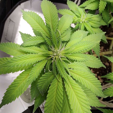 Blue Berry growlog timeline photo