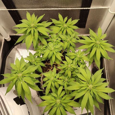 Blue Berry growlog timeline photo