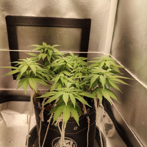 Blue Berry growlog timeline photo