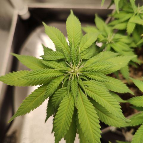 Blue Berry growlog timeline photo