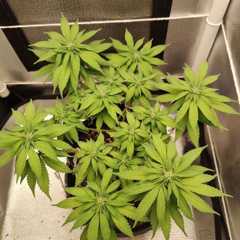 Blue Berry growlog timeline photo