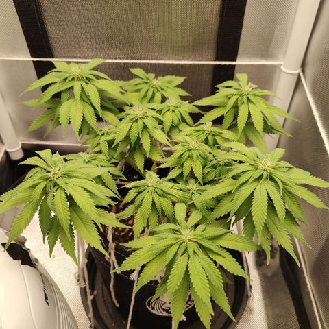 Blue Berry growlog timeline photo