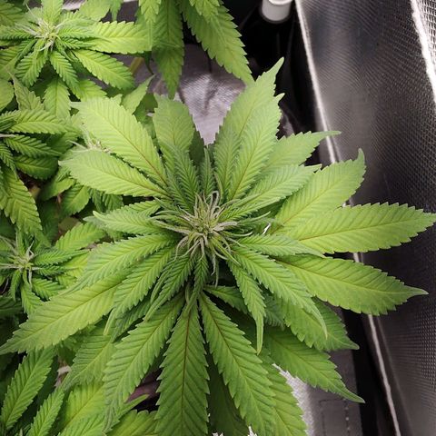 Blue Berry growlog timeline photo