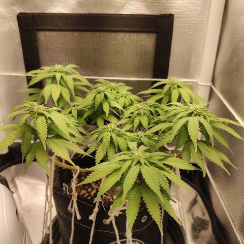 Blue Berry growlog timeline photo