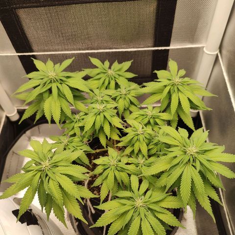 Blue Berry growlog timeline photo