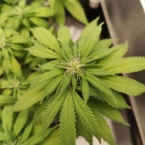Blue Berry growlog timeline photo