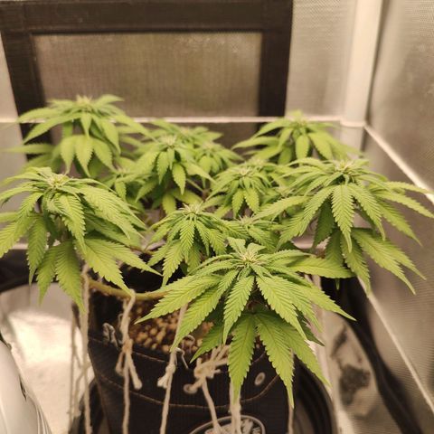Blue Berry growlog timeline photo