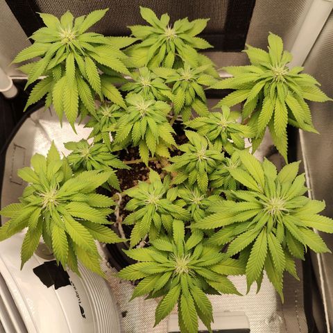 Blue Berry growlog timeline photo