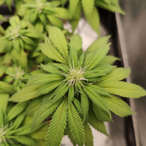 Blue Berry growlog timeline photo