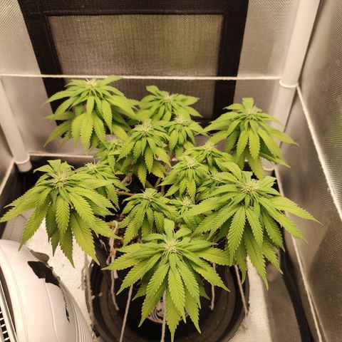 Blue Berry growlog timeline photo