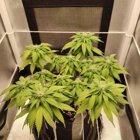 Blue Berry growlog timeline photo