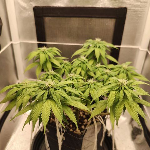 Blue Berry growlog timeline photo