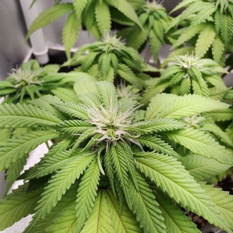 Blue Berry growlog timeline photo