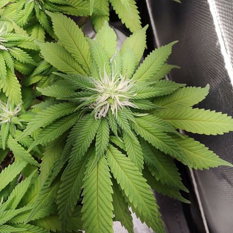 Blue Berry growlog timeline photo