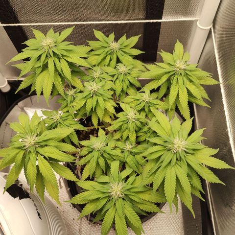 Blue Berry growlog timeline photo