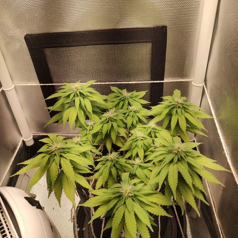 Blue Berry growlog timeline photo