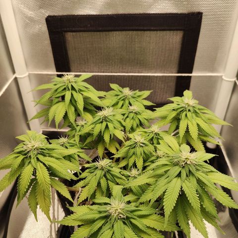 Blue Berry growlog timeline photo
