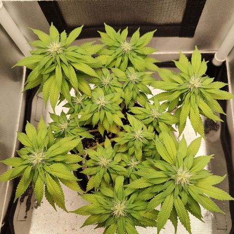 Blue Berry growlog timeline photo