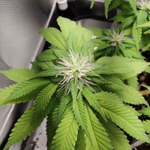 Blue Berry growlog timeline photo