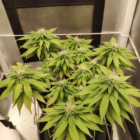 Blue Berry growlog timeline photo