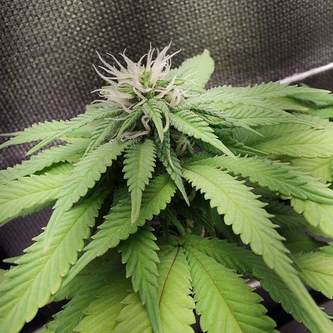 Blue Berry growlog timeline photo