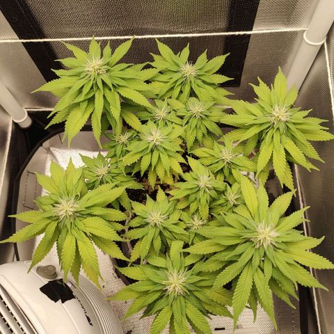 Blue Berry growlog timeline photo