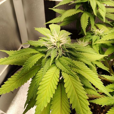 Blue Berry growlog timeline photo