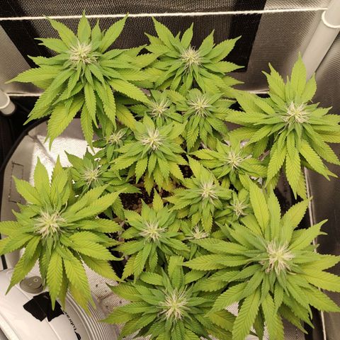 Blue Berry growlog timeline photo