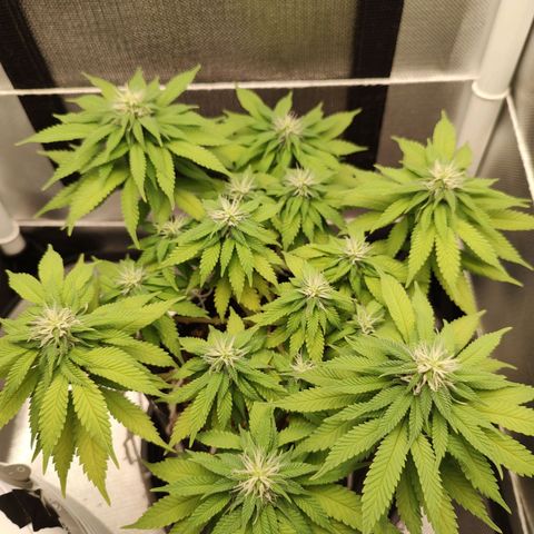 Blue Berry growlog timeline photo